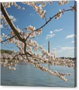 Cherry Blossom Spring Canvas Print