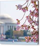 Cherry Blossoms And Jefferson Memorial Canvas Print