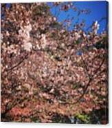Cherry Blossoms Dc Canvas Print