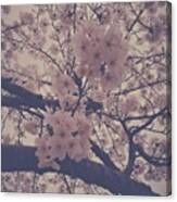Cherry Blossoms In Seattle Canvas Print