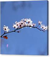 Cherry Flowers With Lens Flare Canvas Print