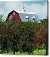Cherry Orchard And Barn Canvas Print
