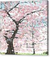 Cherry Trees Canvas Print