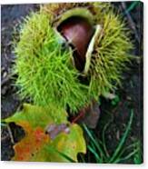 Chestnut Fresh From The Tree Canvas Print