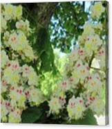 Chestnut Tree Flowers Canvas Print