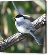 Chickadee At Rest Canvas Print