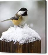 Chickadee In The Snow Canvas Print