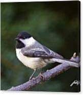 Chickadee Canvas Print