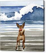 Chihuahua At The Beach Canvas Print