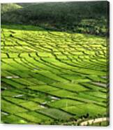 Chinese Rice Paddy Field In Late Afternoon Light Canvas Print