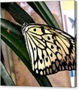 Chinese Yellow Swallowtail Canvas Print