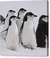 Chinstrap Penguins Canvas Print