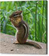 Chipmunk Canvas Print