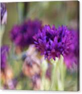 Chive Blossoms Canvas Print