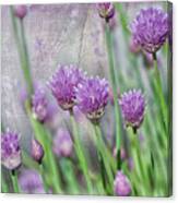 Chives In Texture Canvas Print