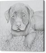 Chocolate Lab Puppy Canvas Print