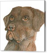 Chocolate Labrador Canvas Print