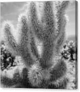 Cholla Cactus Bw Canvas Print