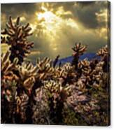 Cholla Cactus Garden Bathed In Sunlight In Joshua Tree National Park Canvas Print