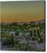 Cholla Desert Sunset Canvas Print