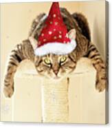 Christmas Splat Cat Canvas Print