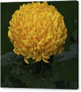 Chrysanthemum 'derek Bircumshaw' Canvas Print