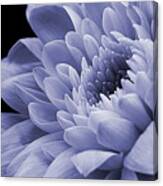 Chrysanthemum In Purple. Canvas Print