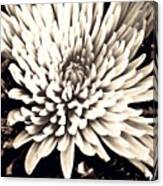 Chrysanthemum In Sepia 2 Canvas Print