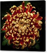Chrysanthemum 'st Tropez' Canvas Print