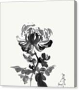 Chrysanthemum - Unpretentious Beauty Canvas Print