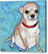 Chubby Chihuahua Canvas Print