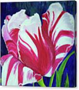 Chucks Tulip Canvas Print