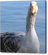 City Park Goose Canvas Print