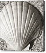 Clam Fan Canvas Print