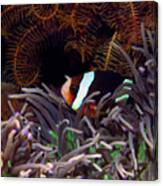 Clark's Anemonefish, Indonesia 2 Canvas Print