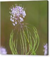 Clasping Warea Canvas Print