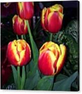Classic Tulips Canvas Print