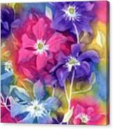 Clematis In Color Canvas Print