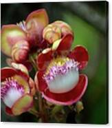 Close-up Macro Of Flower And Fruit Of Cannonball Tree Canvas Print