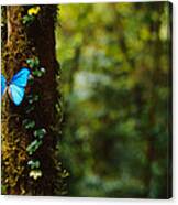 Close-up Of A Blue Morpho Butterfly Canvas Print