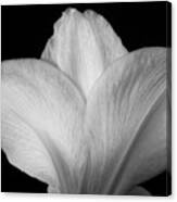 Close-up Of Amaryllis Flower Petals Bw Canvas Print