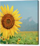 Close-up On Sunflower. Canvas Print