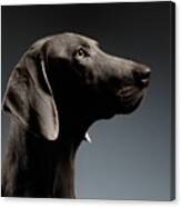 Close-up Portrait Weimaraner Dog In Profile View On White Gradient Canvas Print