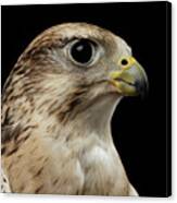 Close-up Saker Falcon, Falco Cherrug, Isolated On Black Background Canvas Print