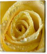Close Up Yellow Rose Canvas Print