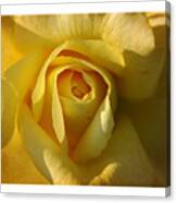 Close-up Yellow Rose In Bloom Canvas Print