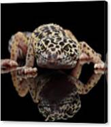 Closeup Leopard Gecko Eublepharis Macularius Isolated On Black Background, Front View Canvas Print