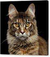 Closeup Maine Coon Cat Portrait Isolated On Black Background Canvas Print