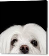 Closeup Nosey White Maltese Dog Looking In Camera Isolated On Black Background Canvas Print