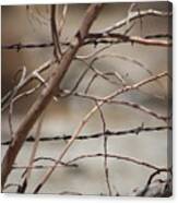 Closeup Of Dried Branches Against Barbed Wire Fence Canvas Print